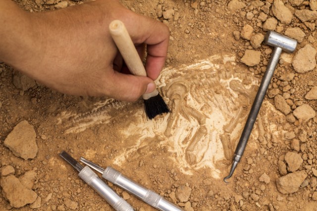 Paleontologist uncovering bones.