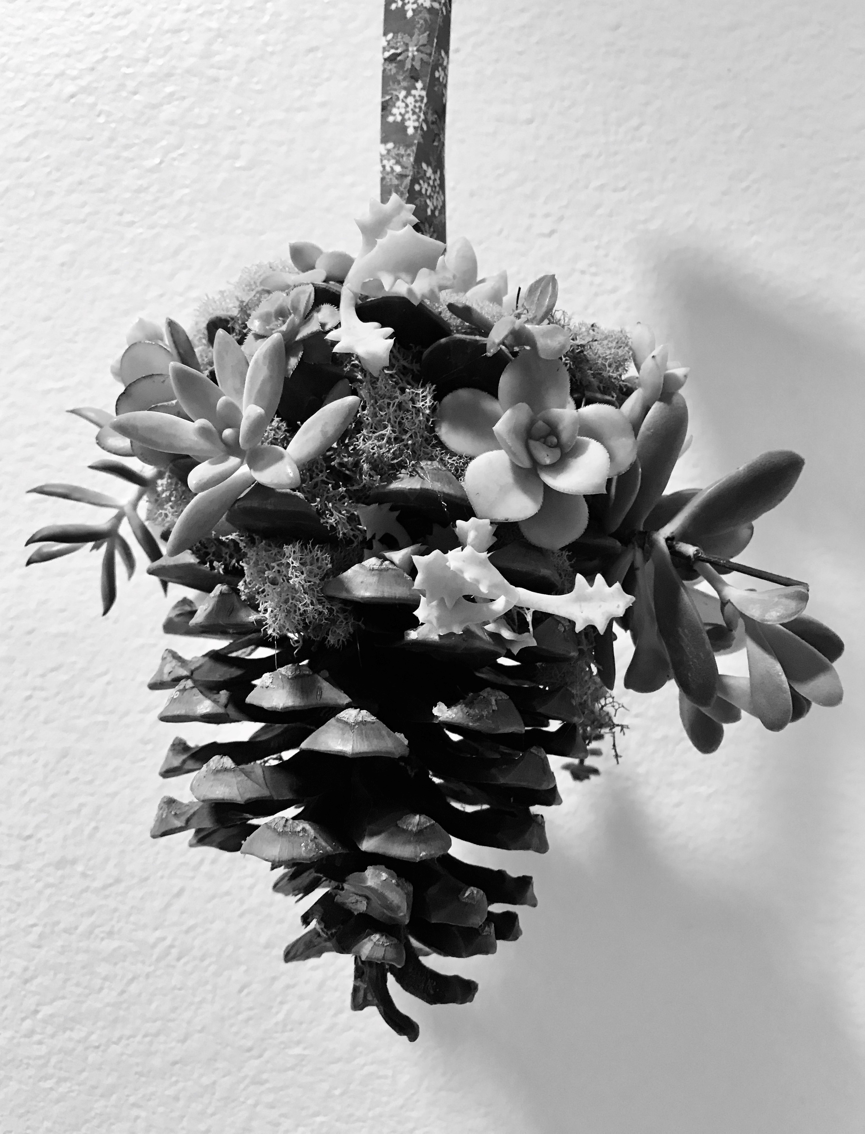 Black and white photo of a pinecone hanging from a ribbon and decorated with succulents