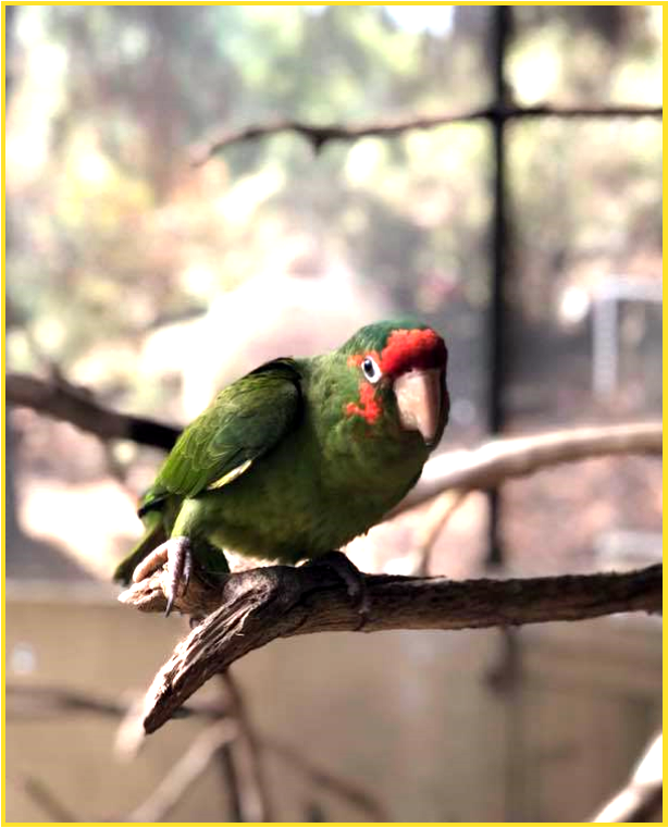Parrot sitting on a branch
