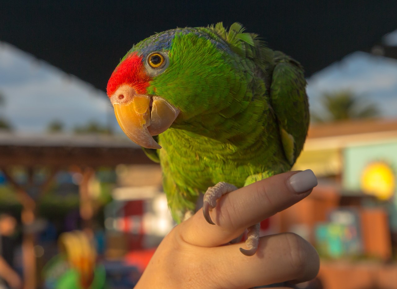Picture of a green parrot