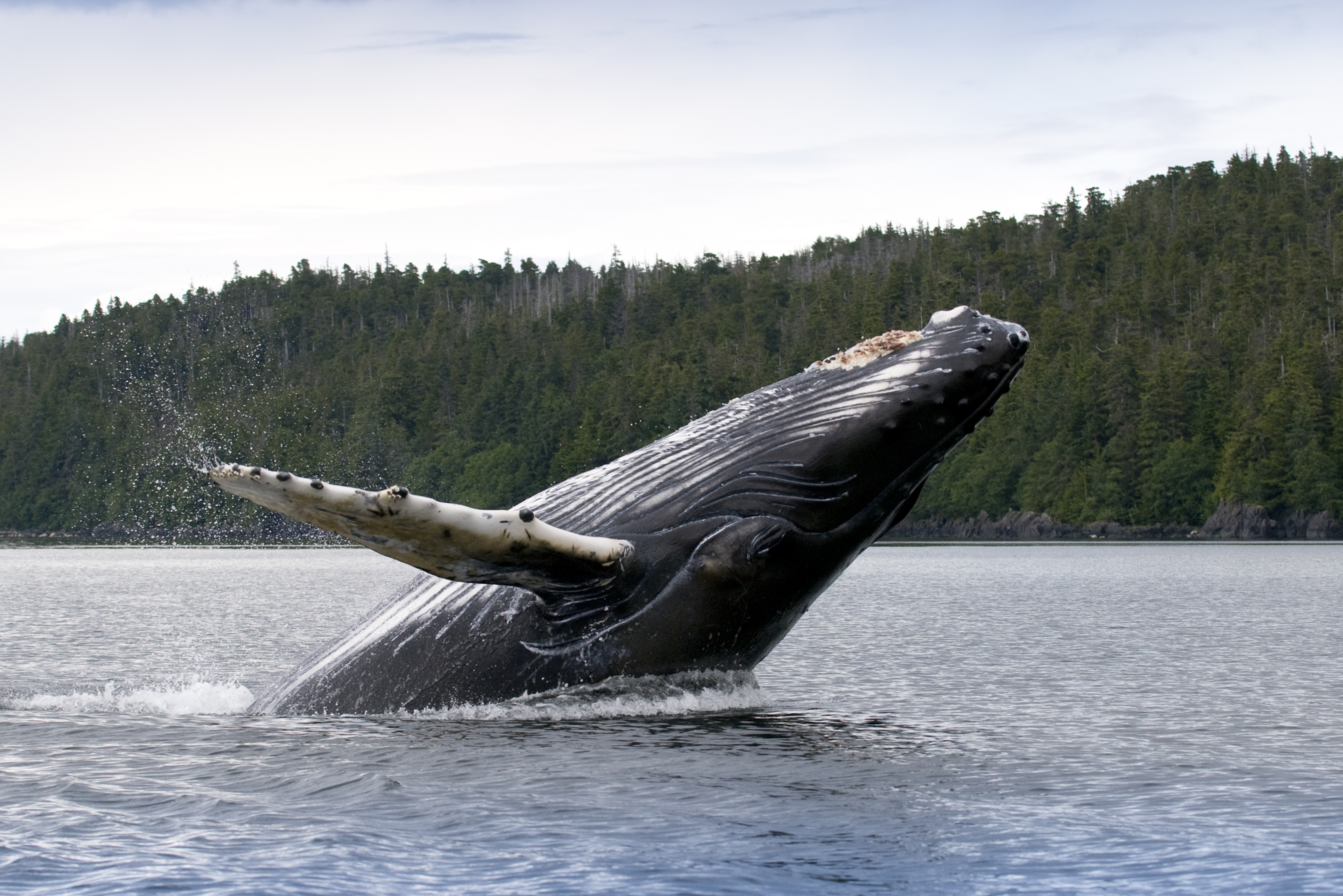 One humpback whale jumping out of the water