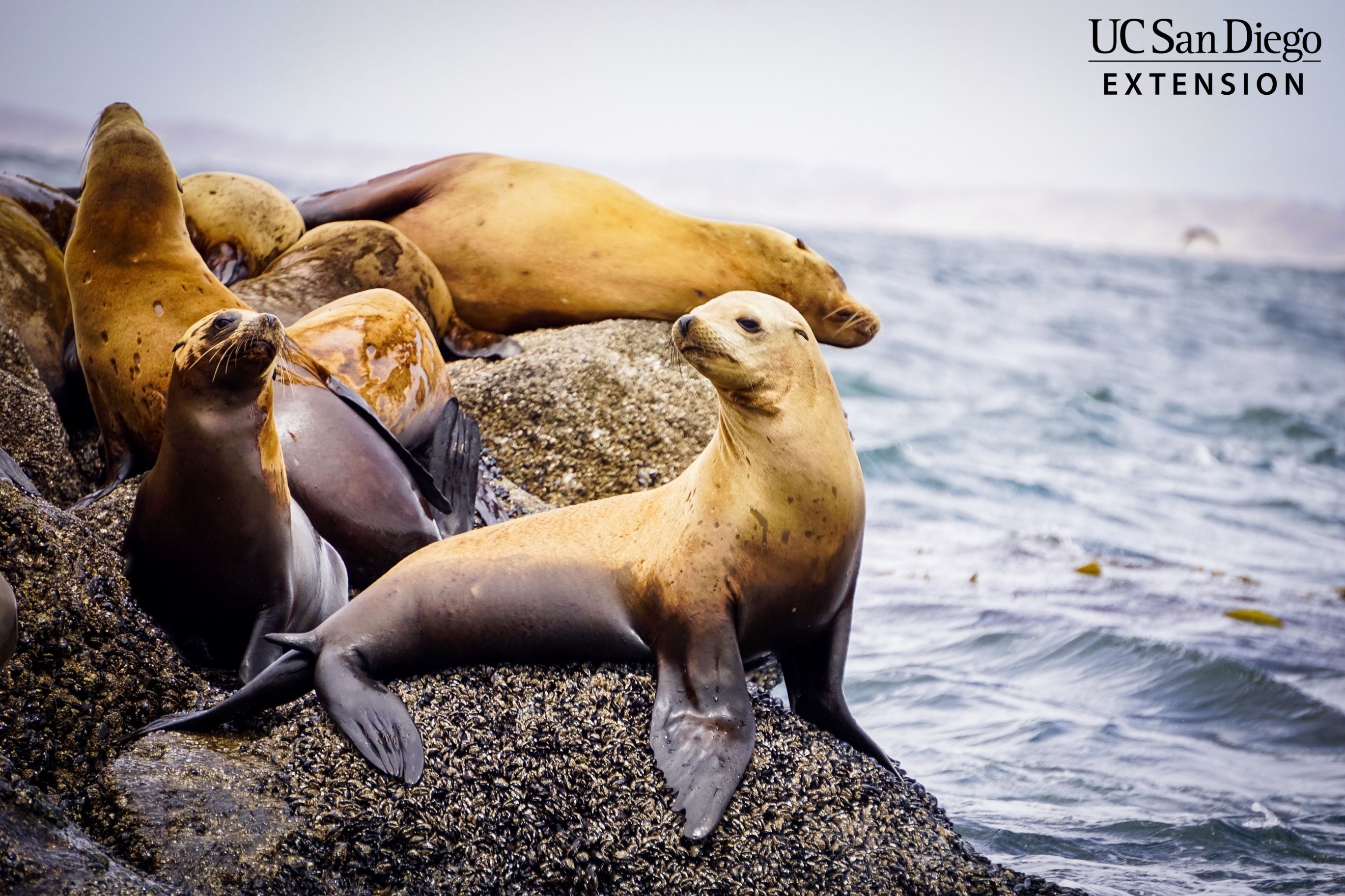 Sea lions on a rock by the ocean. 