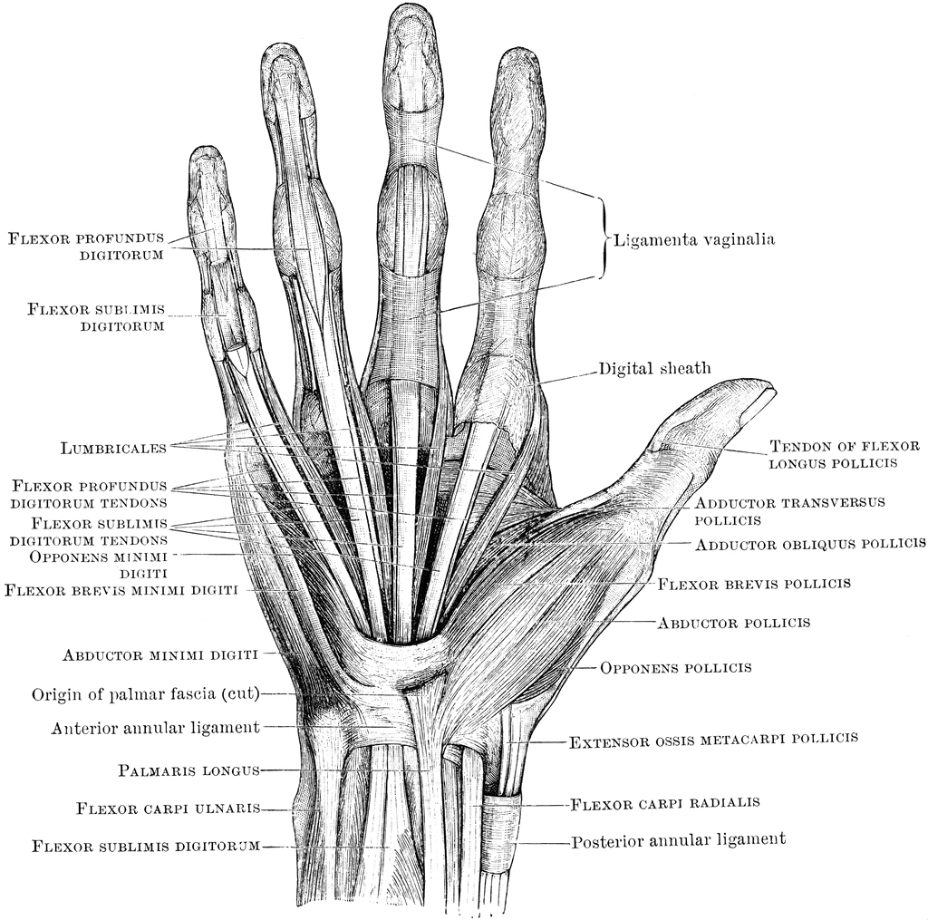 Illustration of the anatomy of a human hand, including labels