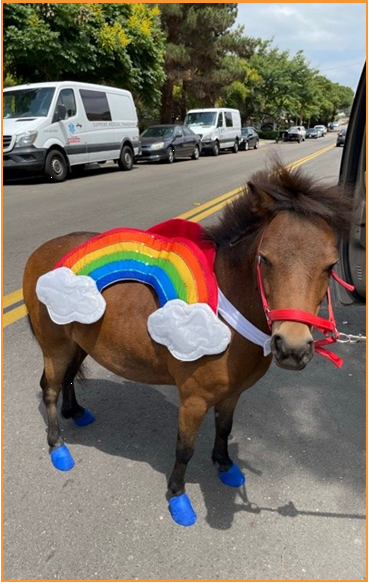 Miniature therapy horse, Hershey Kiss, dressed in a rainbow and clouds costume.