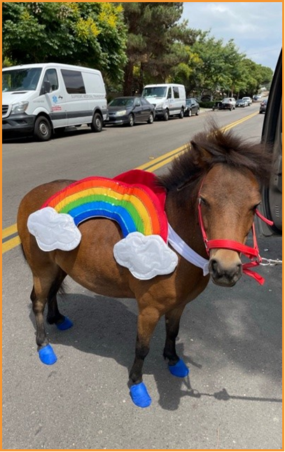 Photograph of a brown miniature horse wearing a rainbow costume