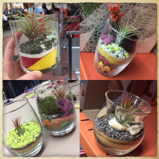 4 different styles of air plants planted in decorative sand in clear containers