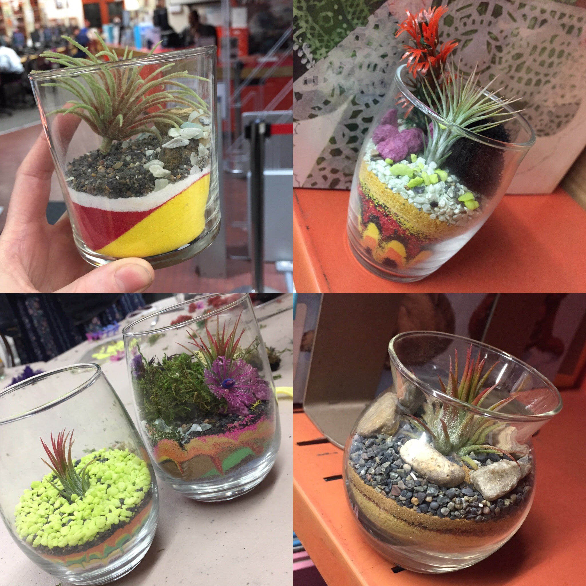 Photo of Sand Art Air Plants Crafts