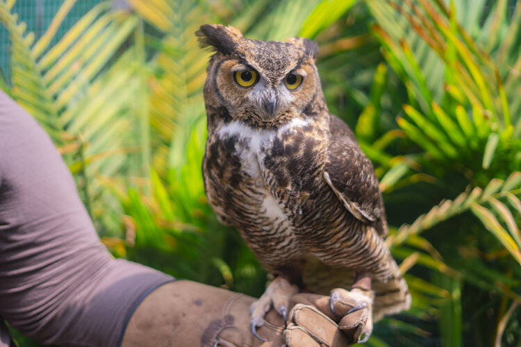 Owl perched on out stretched hand