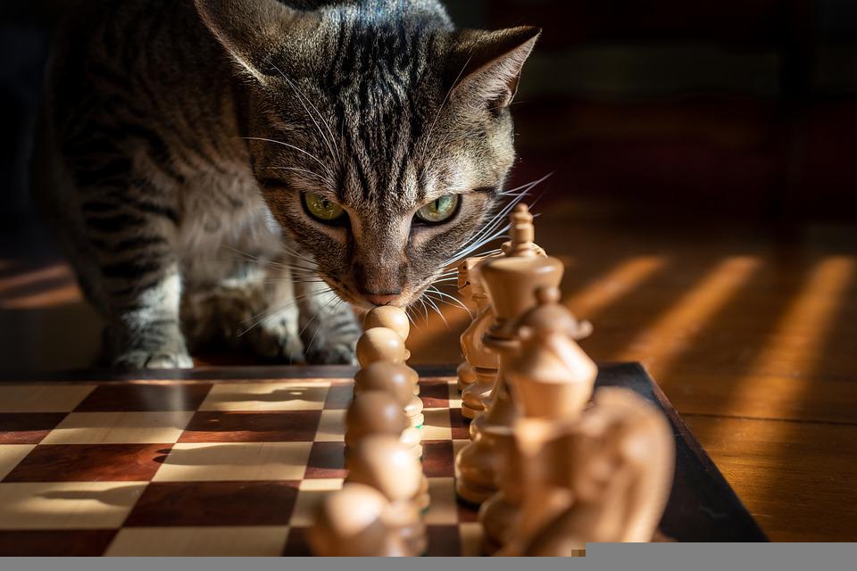 cat with chess board