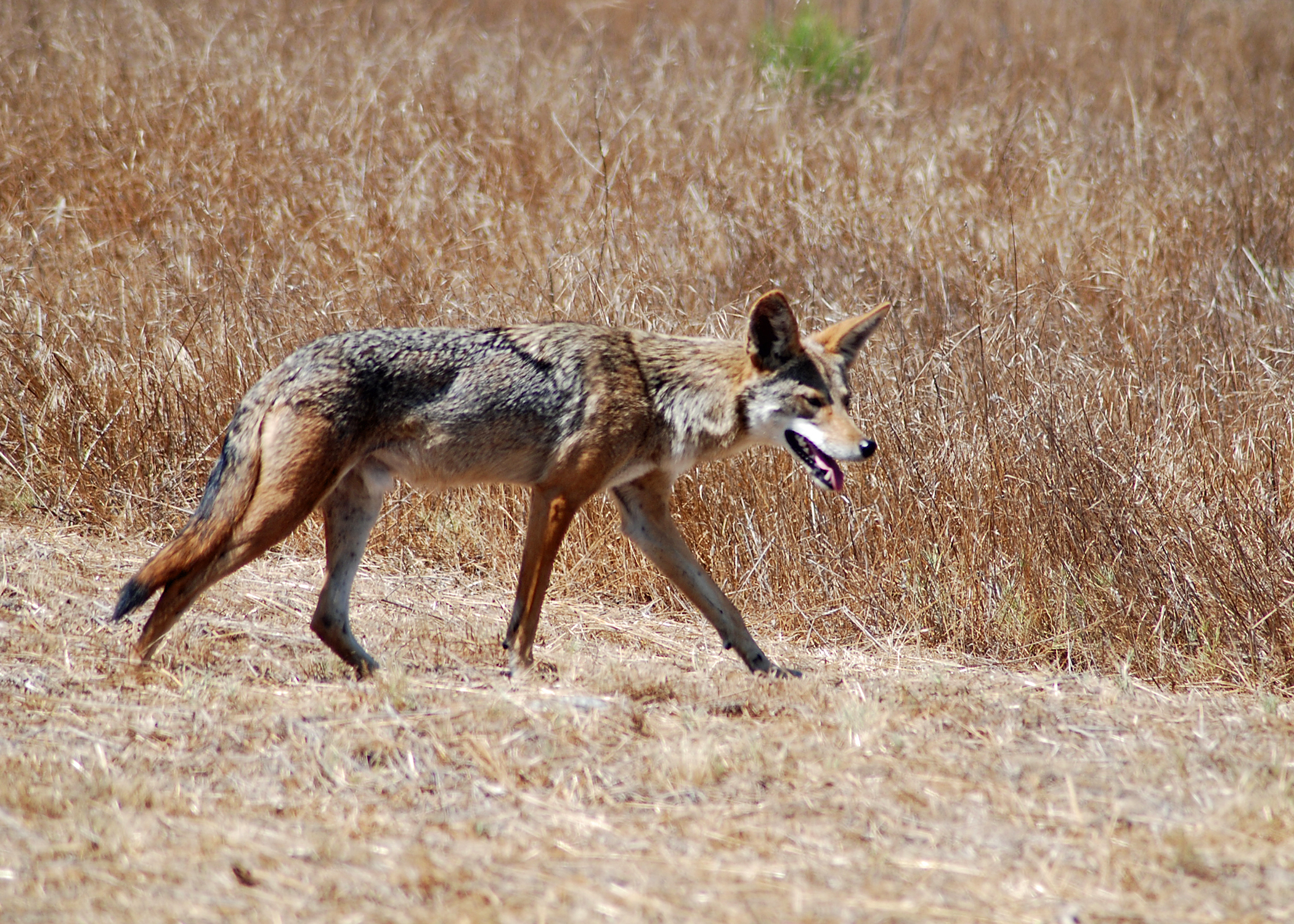 Photo of a coyote on a dirt trail. Photo by Wendy Esterly.