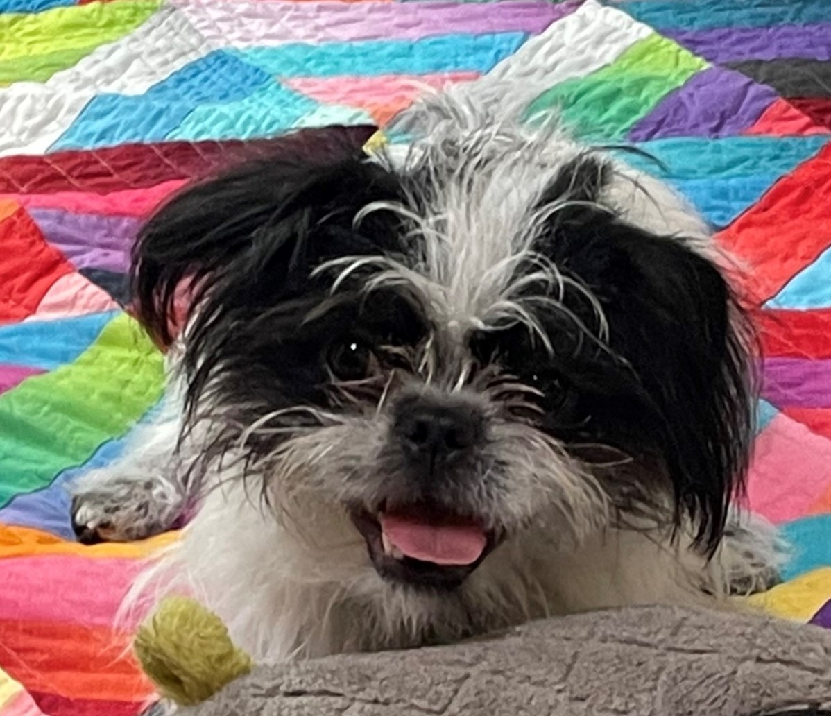 Black and white dog on a colorful quilt