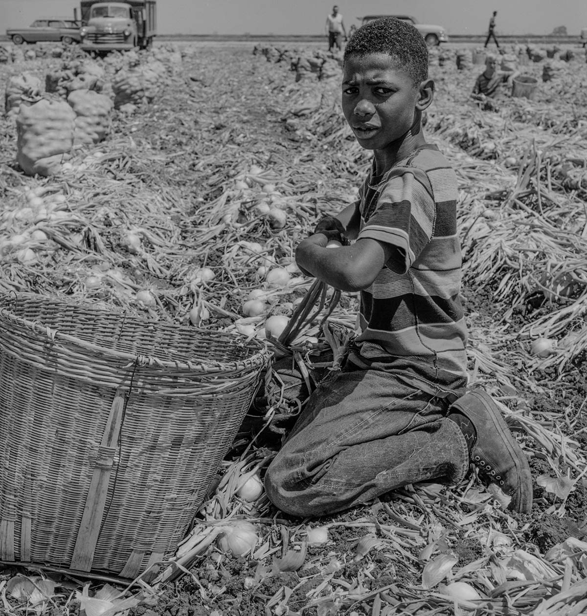 African American boy harvesting onions in a field near Modesto, July 11, 1961. Courtesy Ernest Lowe, photographer.