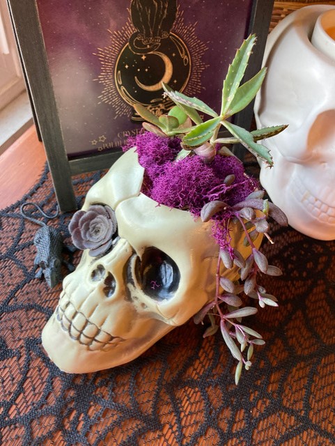 A picture on a wooden brown table background, on top is a skeleton that holds a green succulent with purple decorations. 