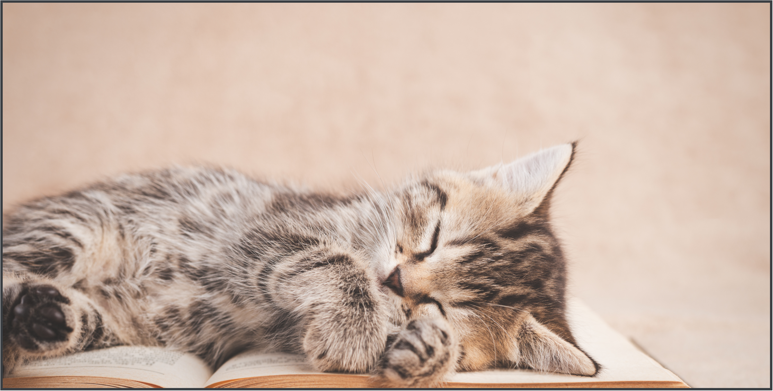Kitten sleeping on top of an open book