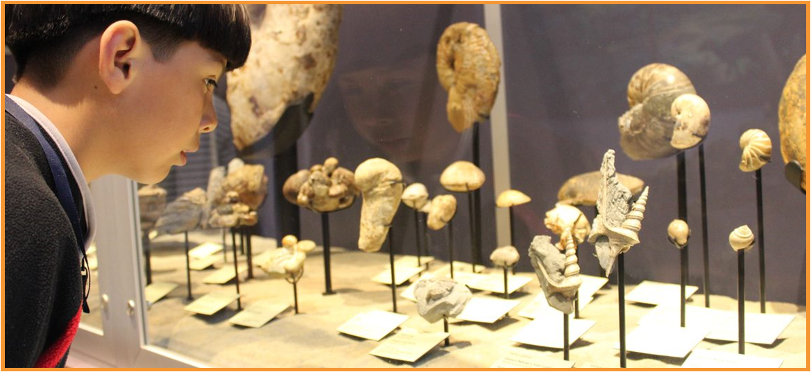 Picture of a child in a black sweater looking down at ancient animal fossils and bones displayed in a museum 
