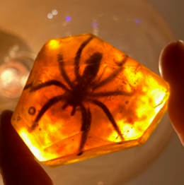spider in amber