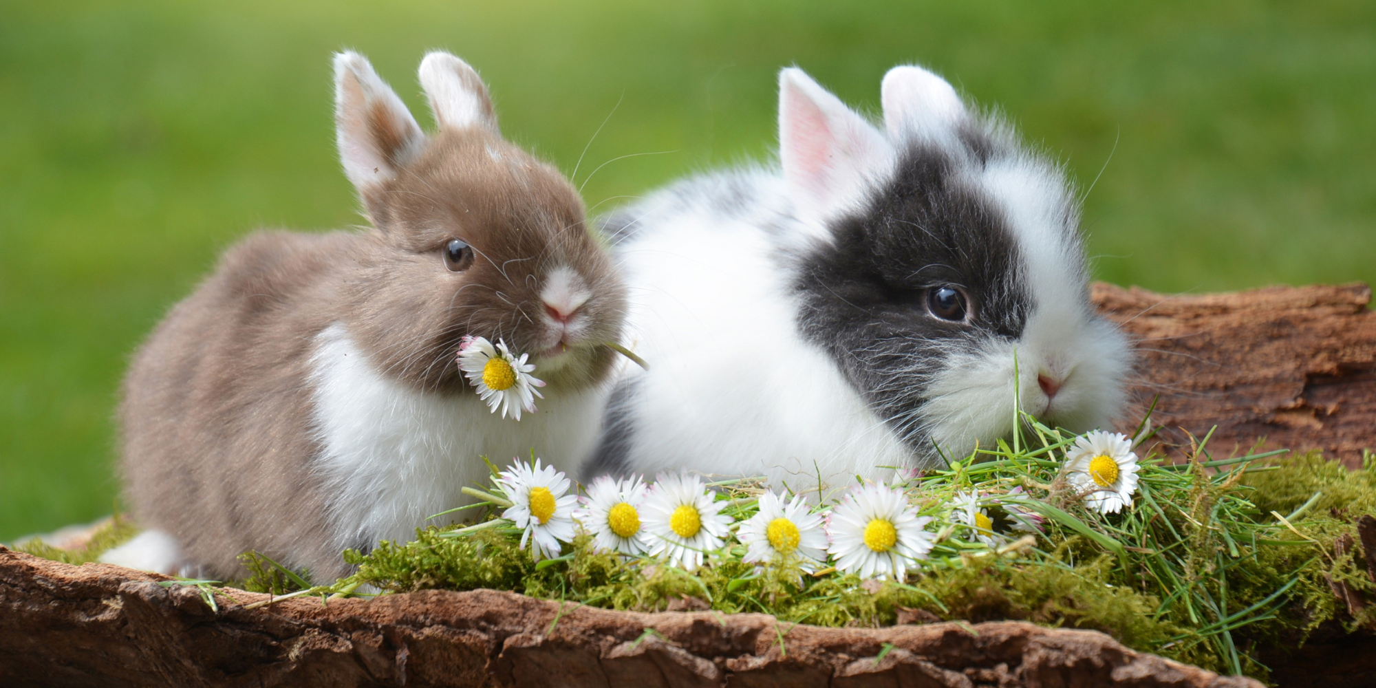 Two bunnies sitting in the grass and nibbling wild flowers.