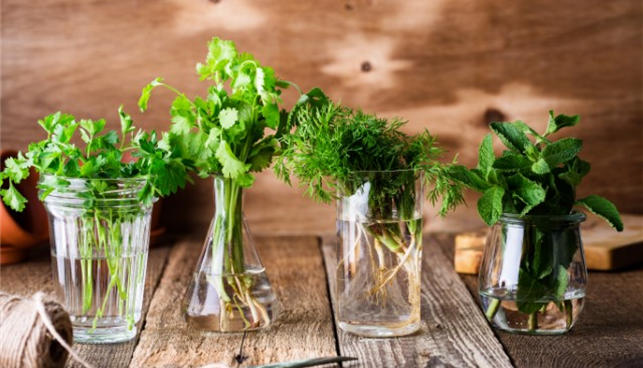 Four small vases with different fresh herbs