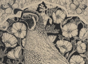 Drawing of a quail and butterflies on a background of California poppies by artist Hilary Dufour. 