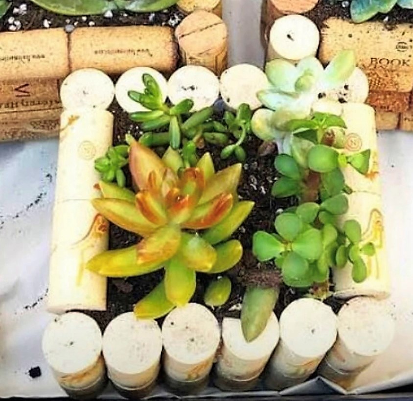 succulents planted in a cork container