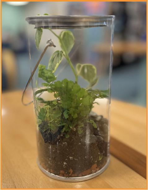 Picture of a small terrarium filled with soil, small green ferns and moss