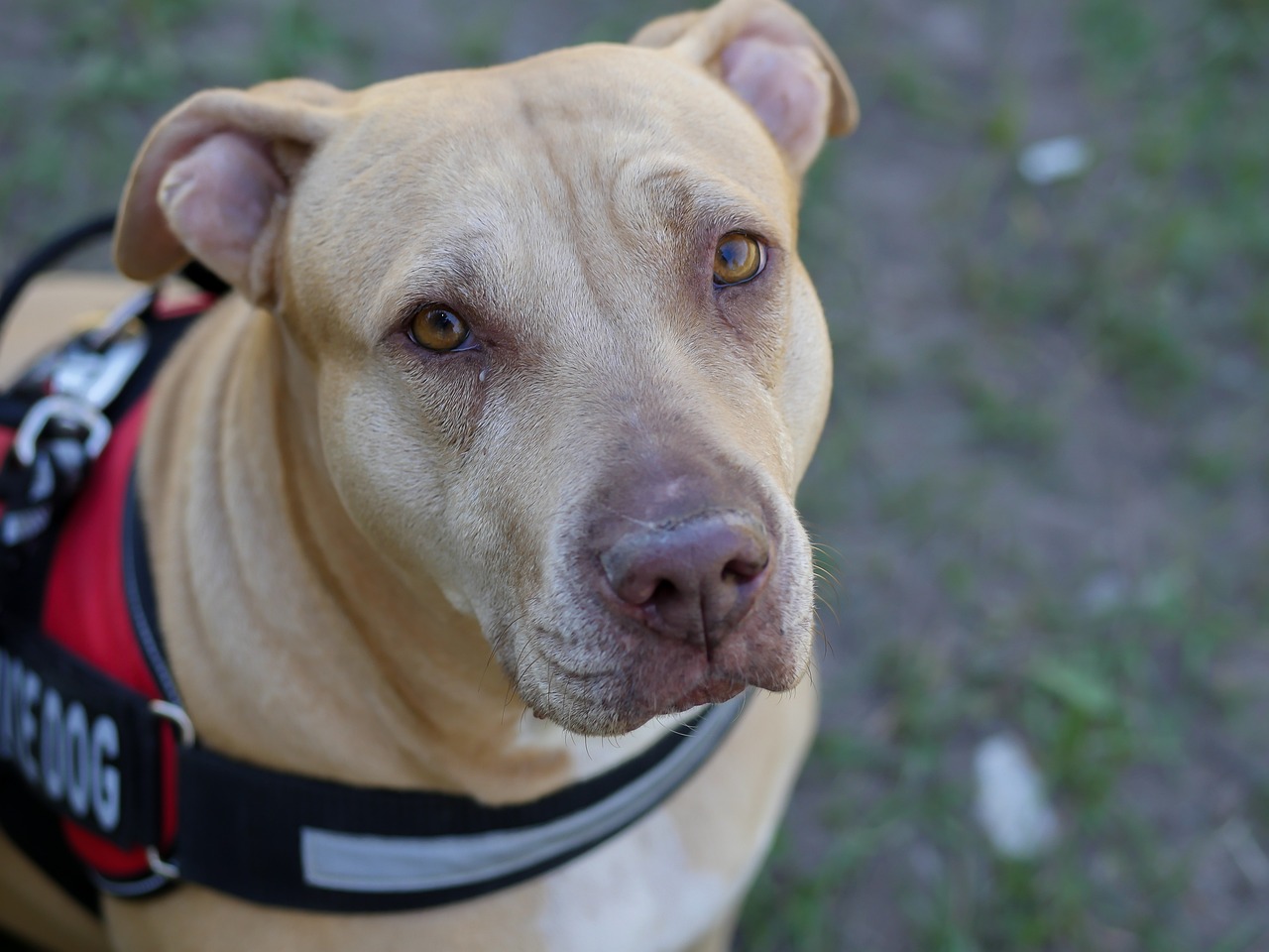 A pitbull wearing a service dog vest stares just past the camera