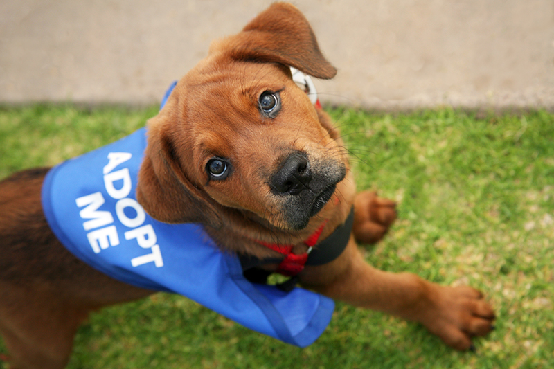 Dog wearing bandana with "adopt me" on it
