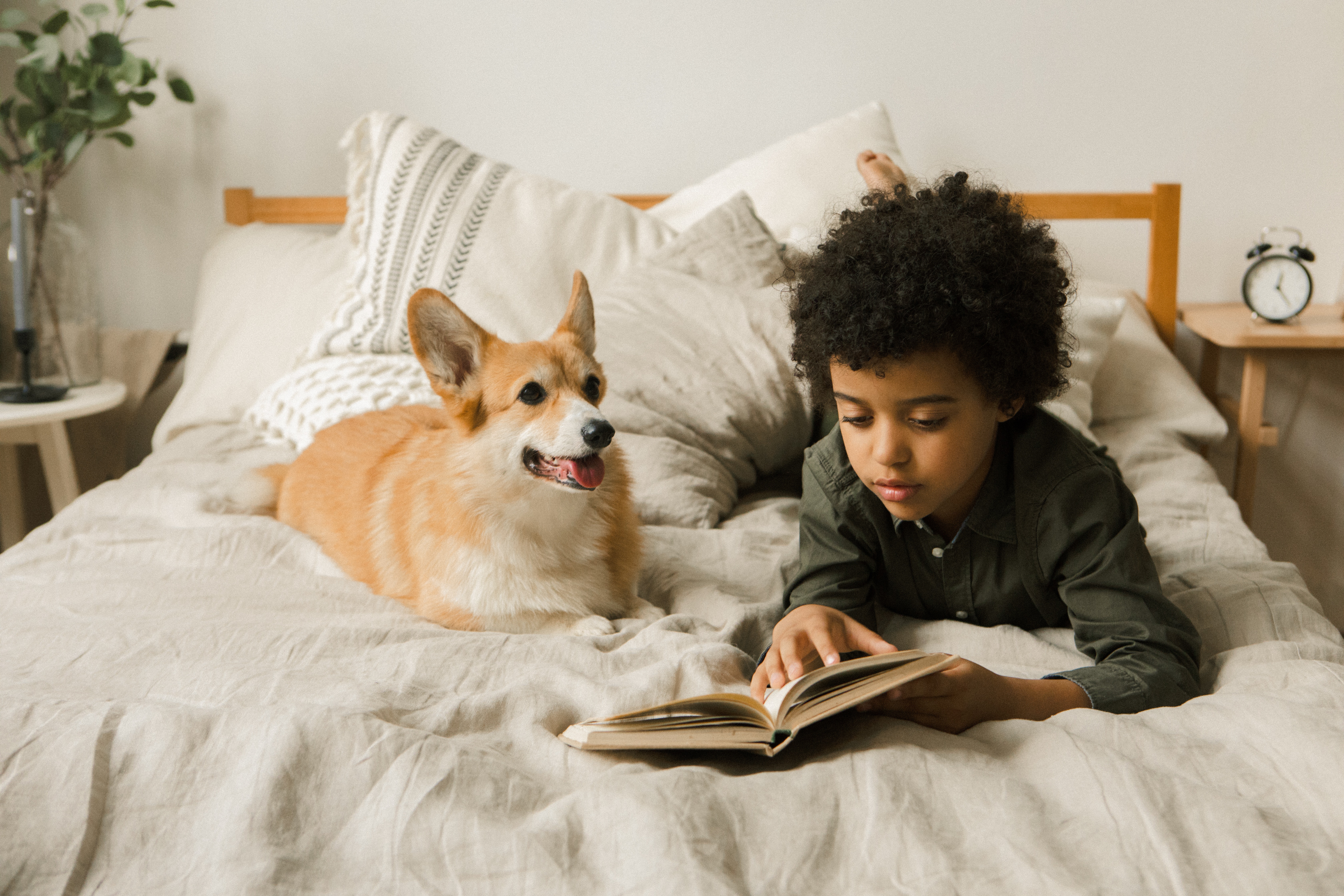 Boy on bed reading to corgi dog