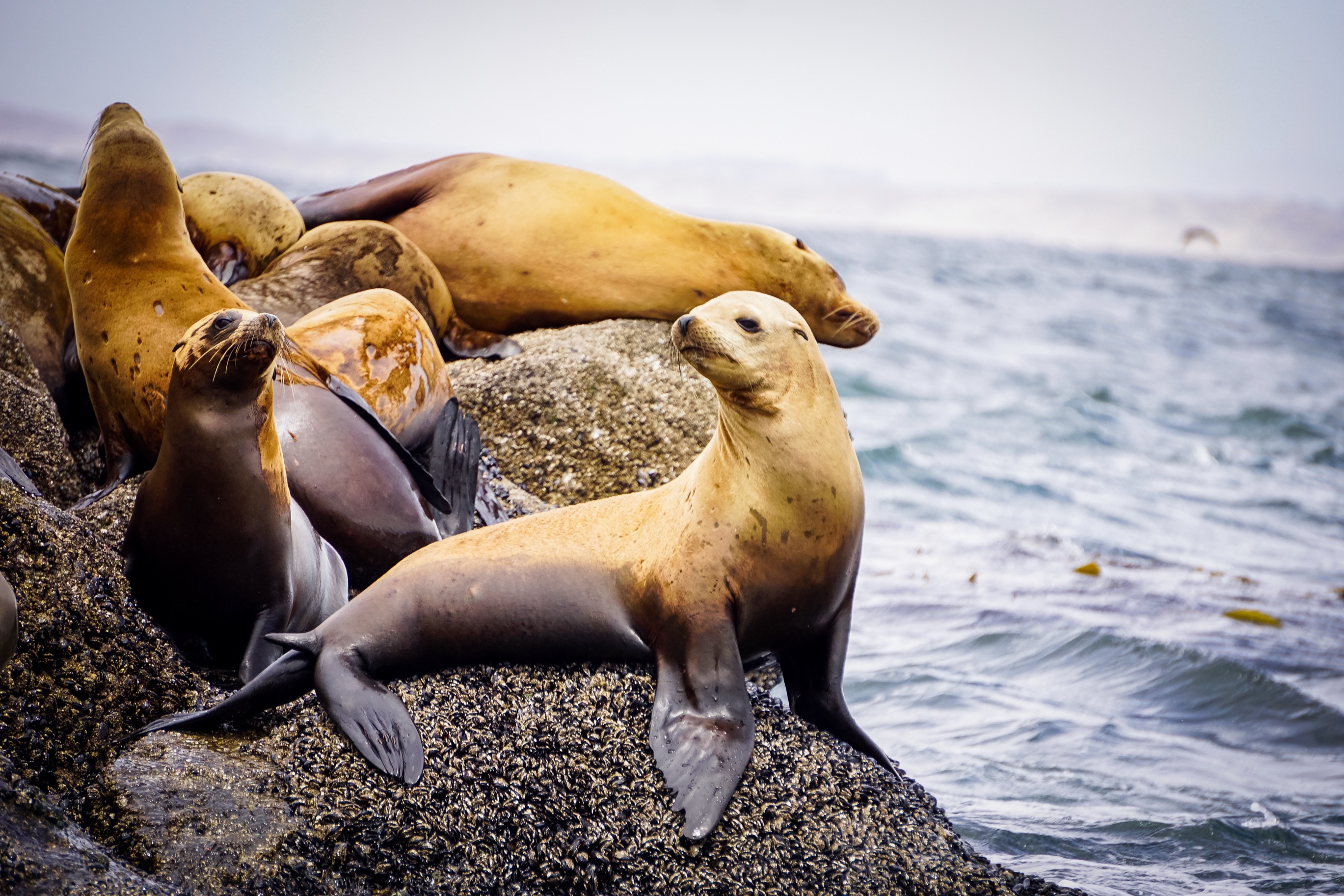 California sea lions on rocky area by ocean