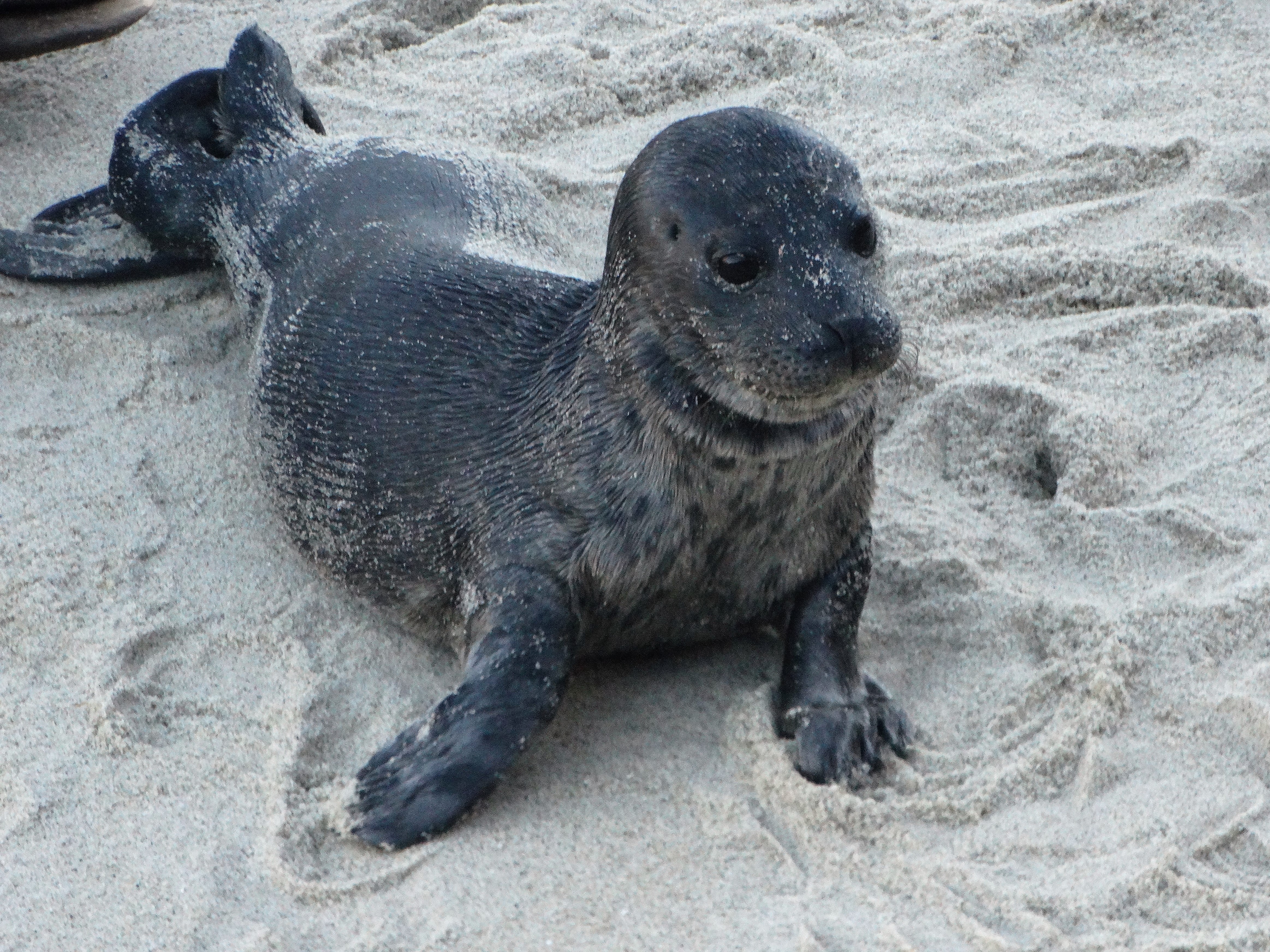A baby seal lying on a sandy beach