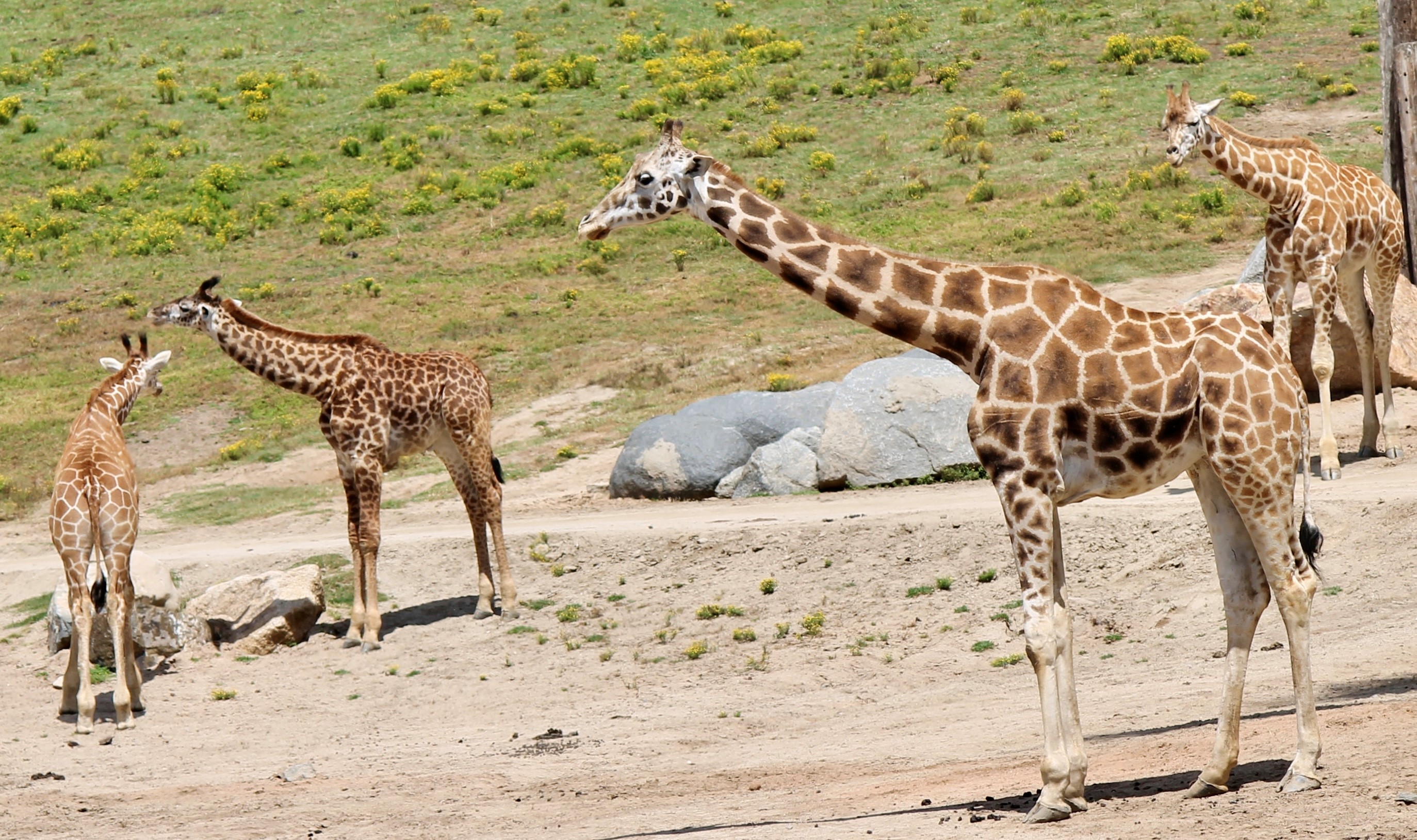 Two adult and two juvenile giraffes