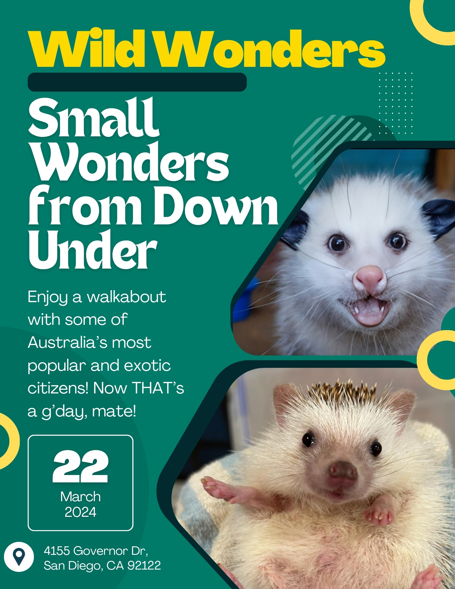 Dark green flyer with a picture of a baby possum and a picture of a baby hedgehog staring at the camera. 