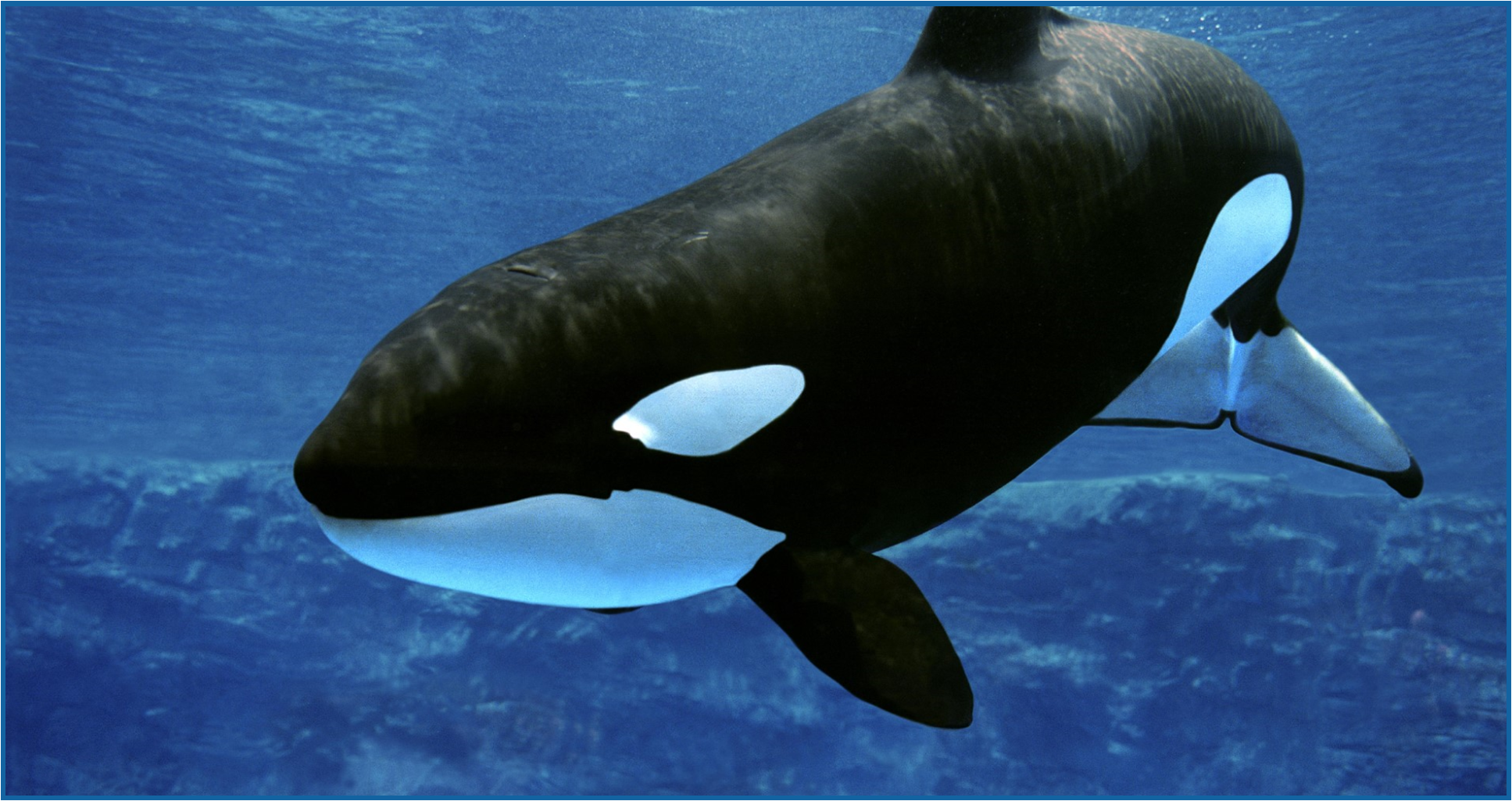 Orca swimming in the sea
