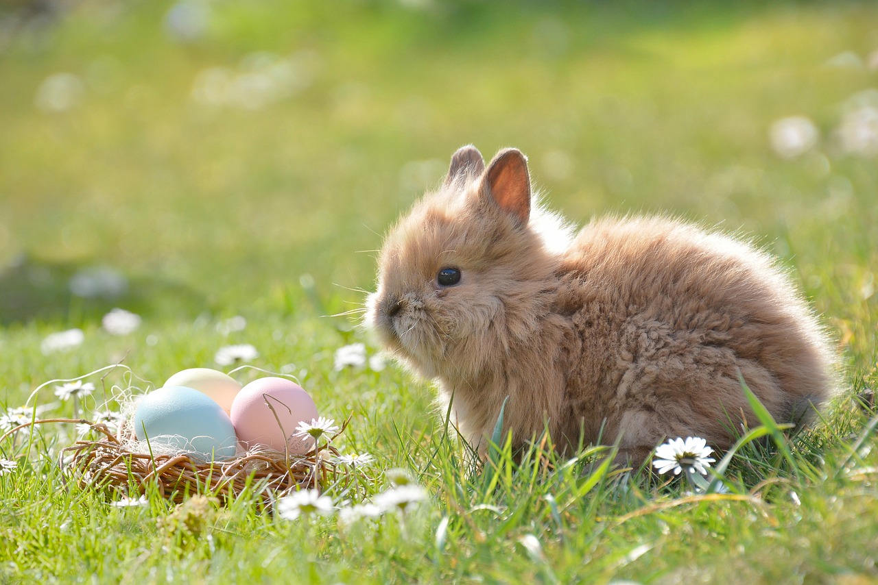 baby bunny standing with basket of colored eggs