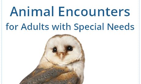 Text reading "Animal Encounters for Adults with Special Needs" above the image of a barn owl.
