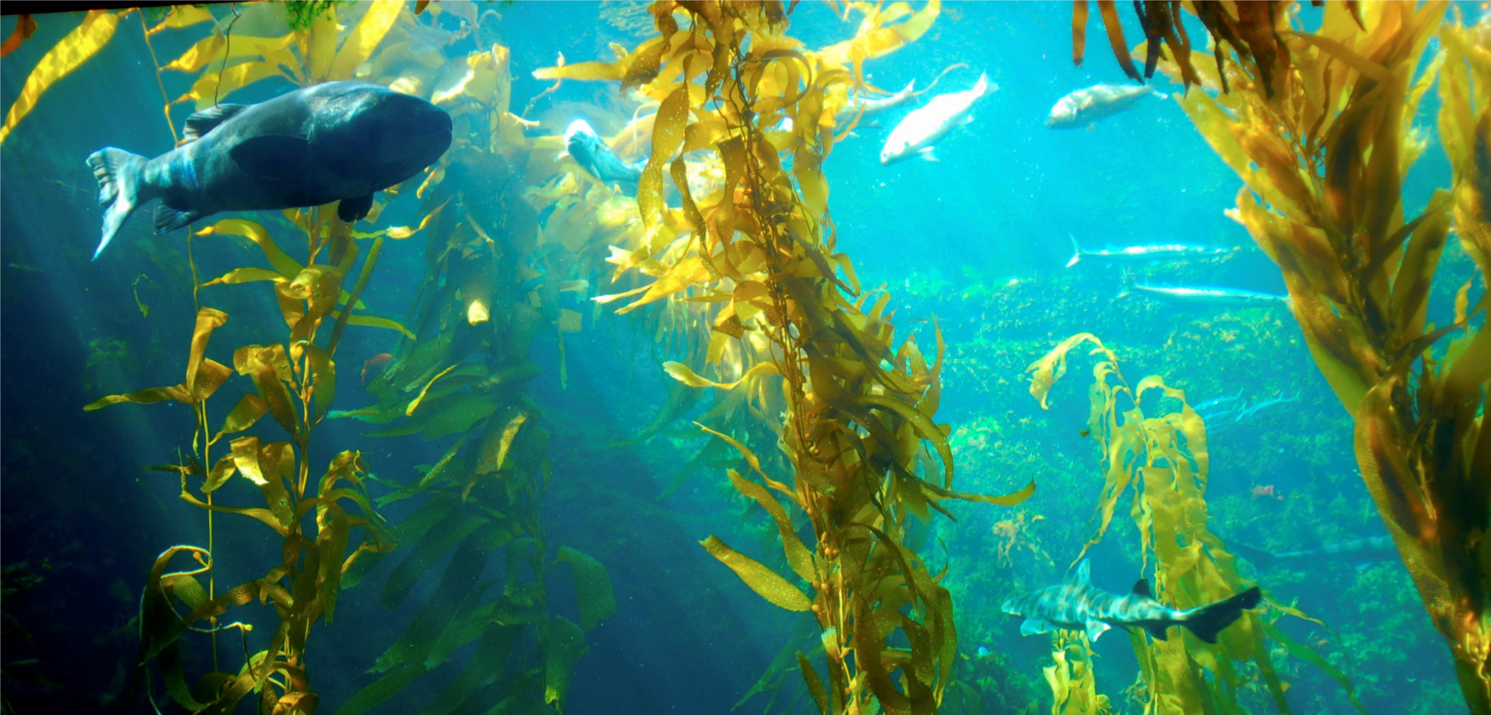 kelp forests underwater