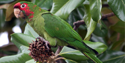 PARROT SITTING IN A TREE.