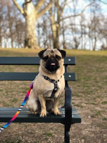 Gertie, the pug sitting on a bench