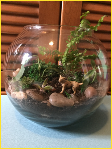 DIY Rainforest Terrarium