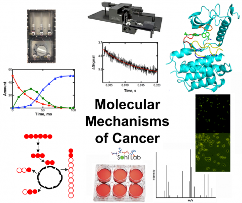 Molecular Mechanisms of Cancer