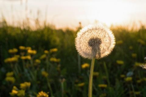 Full head of a dandelion in seed