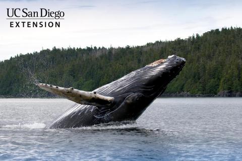 Image of a whale