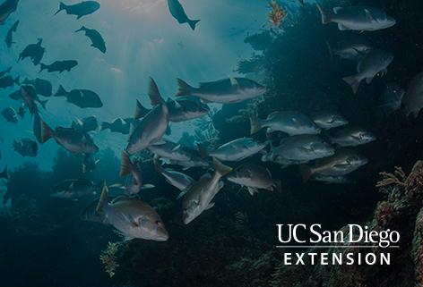 School of silver fish swimming around kelp forest