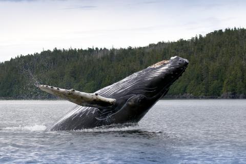 One humpback whale jumping out of the water