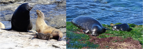 Harbor Seals and California Sea Lions
