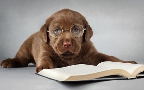Picture of a small brown labrador puppy wearing gold glasses, the puppy is laying down and reading a book with white pages and a red spine. 