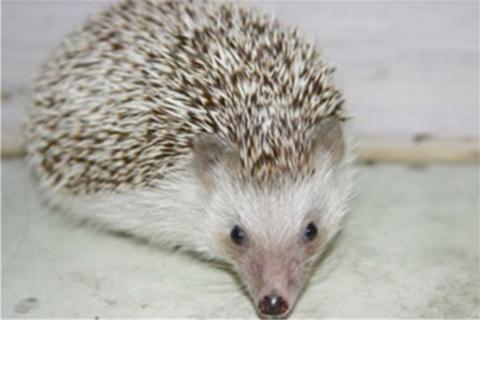 Wild Wonders Hedgehog