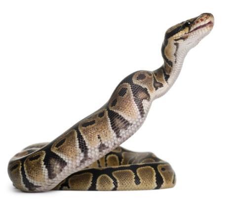 image of a python on a white background