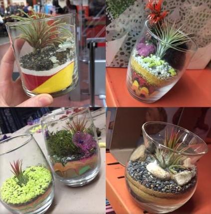 Crafting with Air Plants