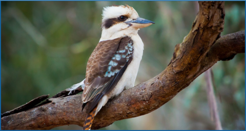 Kookaburra bird sitting on a tree branch